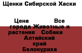 Щенки Сибирской Хаски › Цена ­ 20 000 - Все города Животные и растения » Собаки   . Алтайский край,Белокуриха г.